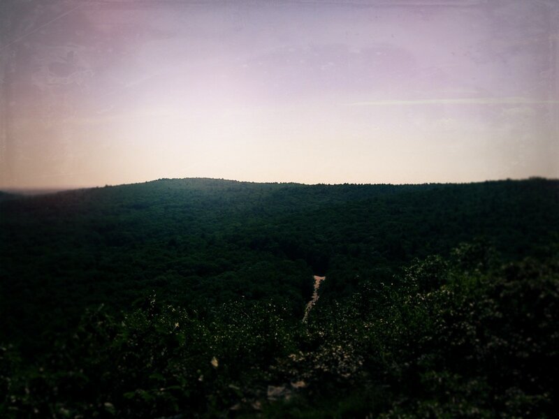 forest hill at dusk