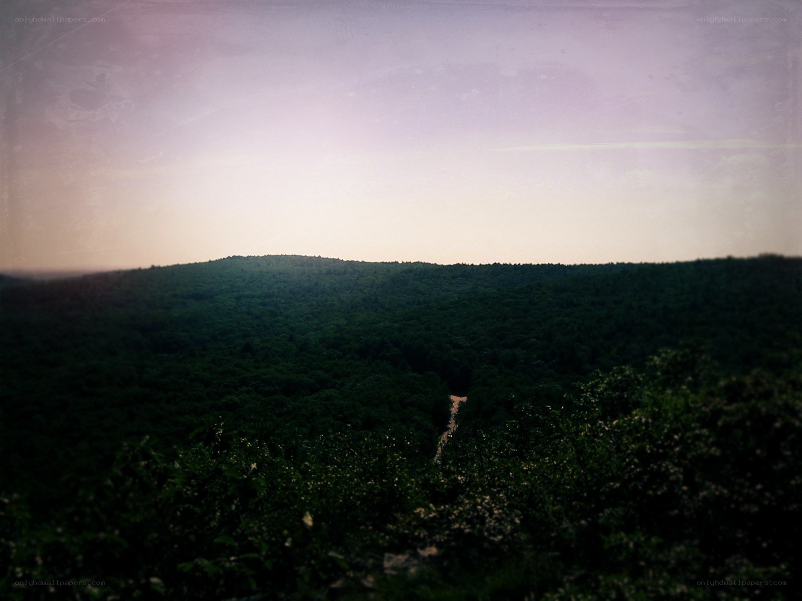 forest hill at dusk