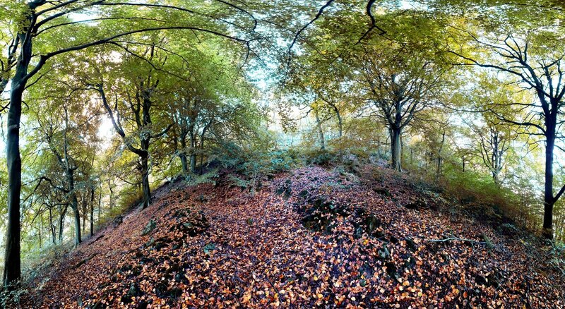 Forest Hill Covered in Leaves — Brown