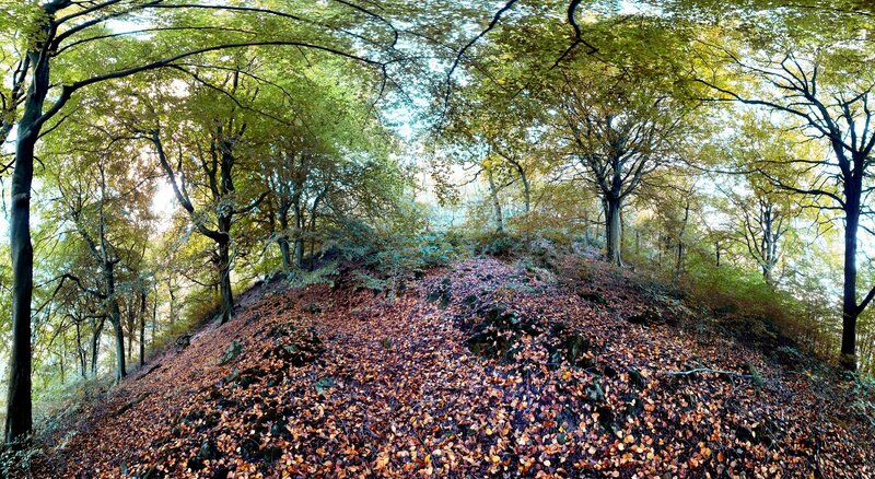 Forest Hill Covered in Leaves — Green