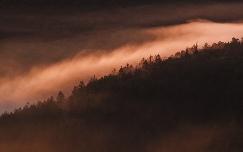 Forest Hill with Fog