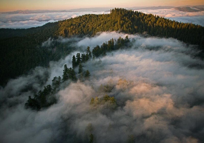 Forest Hills Above Clouds