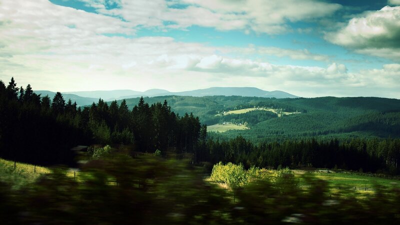 Forest hills landscape