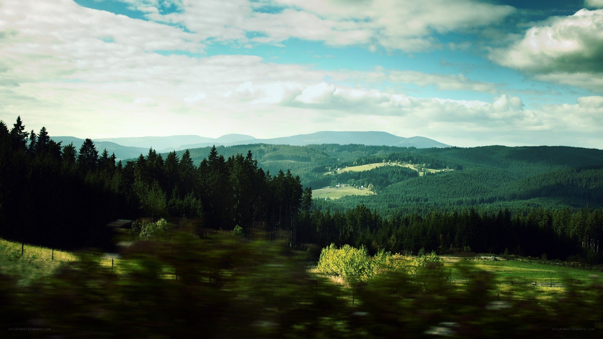 Forest hills landscape