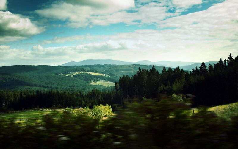 Forest Hills Landscape — Green