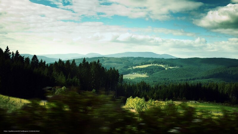 Forest hills landscape