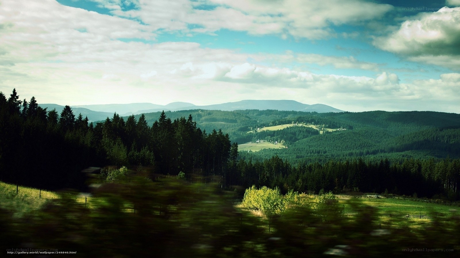 Forest hills landscape