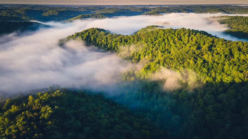 Forest Hills with Fog