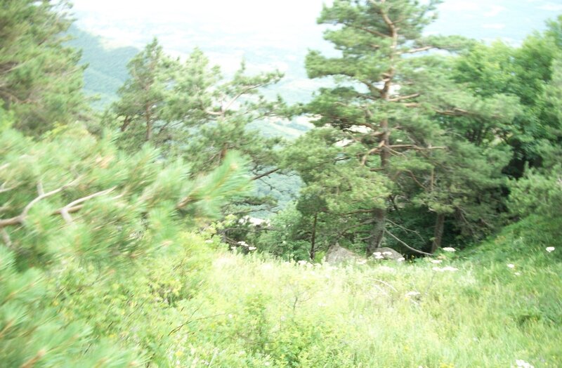 Forest hillside with pine trees