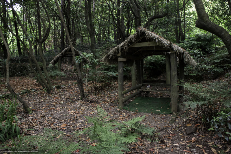 Forest huts in a wooded area