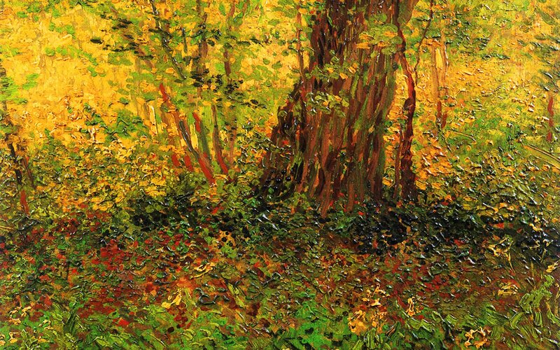 Forest in autumn colors
