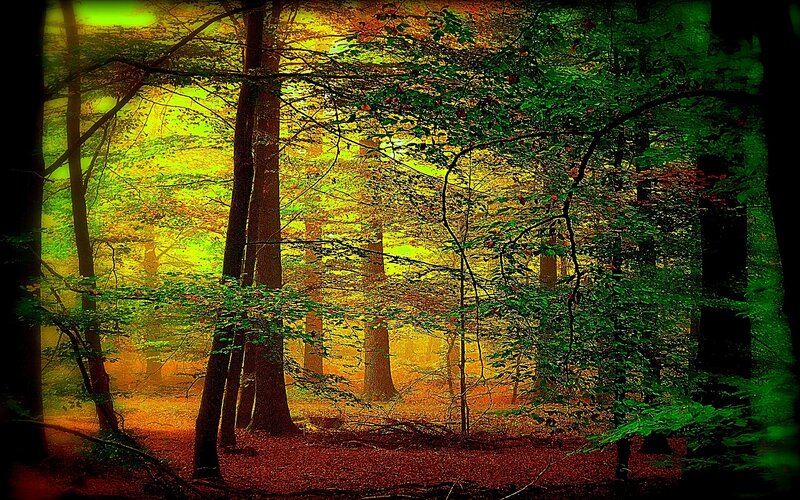 Forest in autumn light