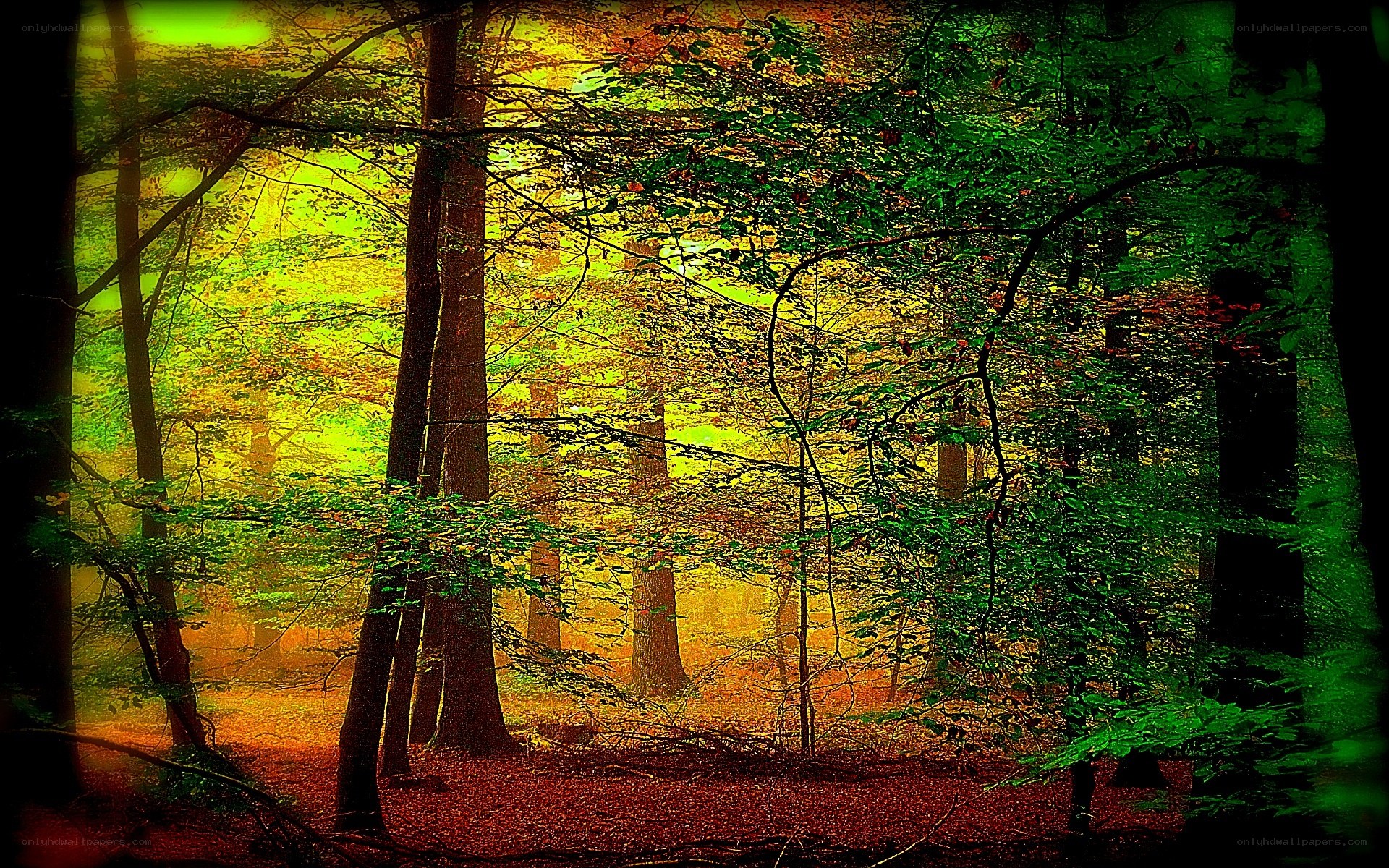 Forest in autumn light