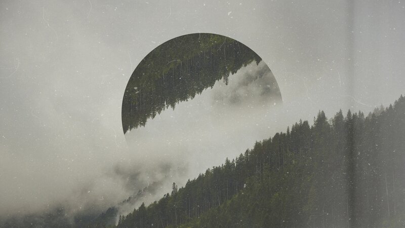 Forest in Fog — Green