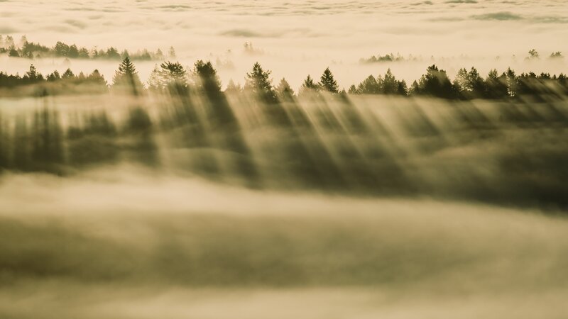 Forest in Fog