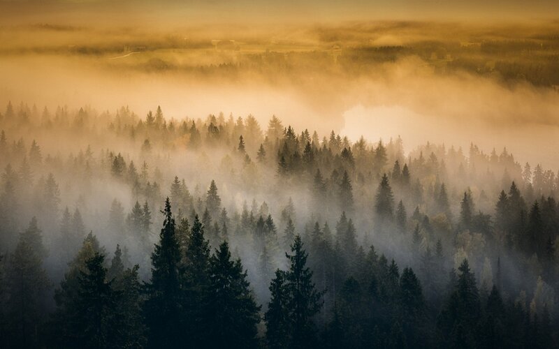 Forest in Morning Fog — Gold
