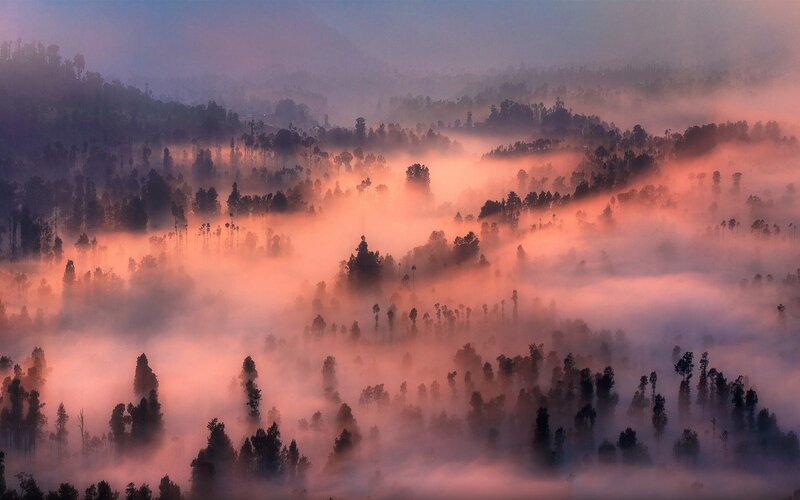 Forest in Morning Fog