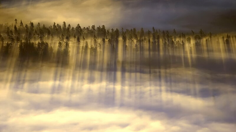 Forest in Morning Mist