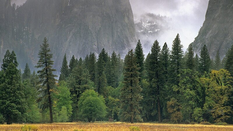 Forest in Mountain Valley