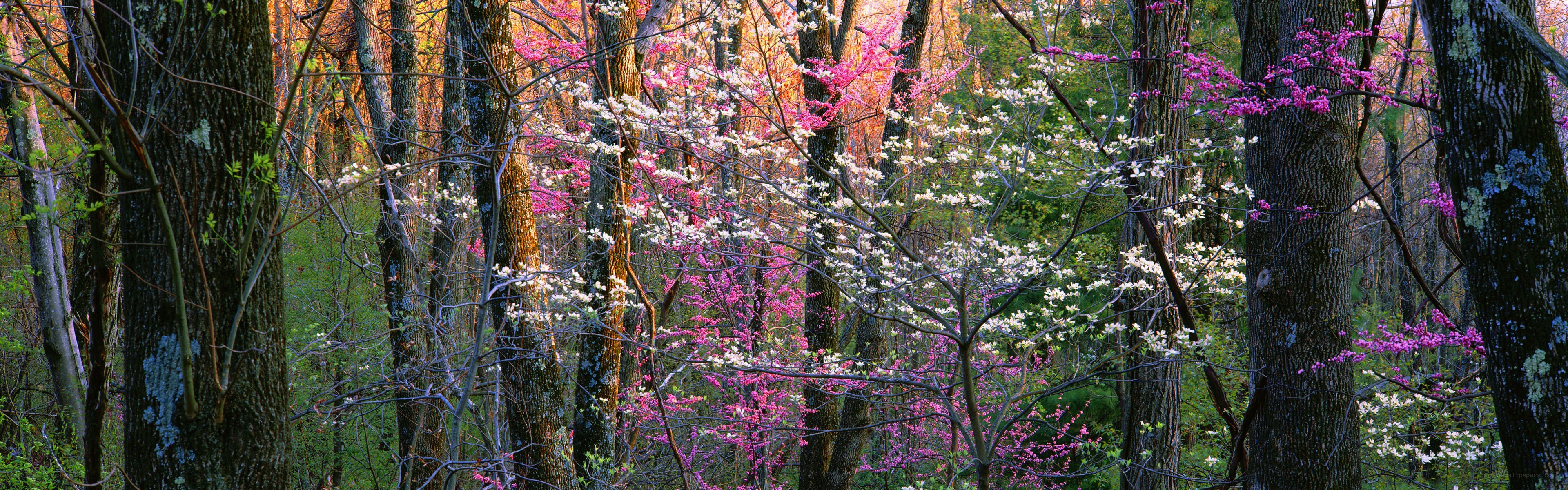 Forest in Spring Bloom
