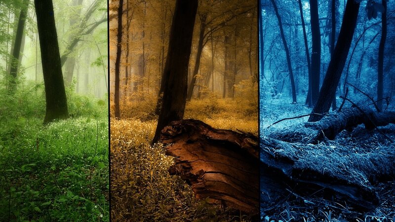 Forest in three seasons