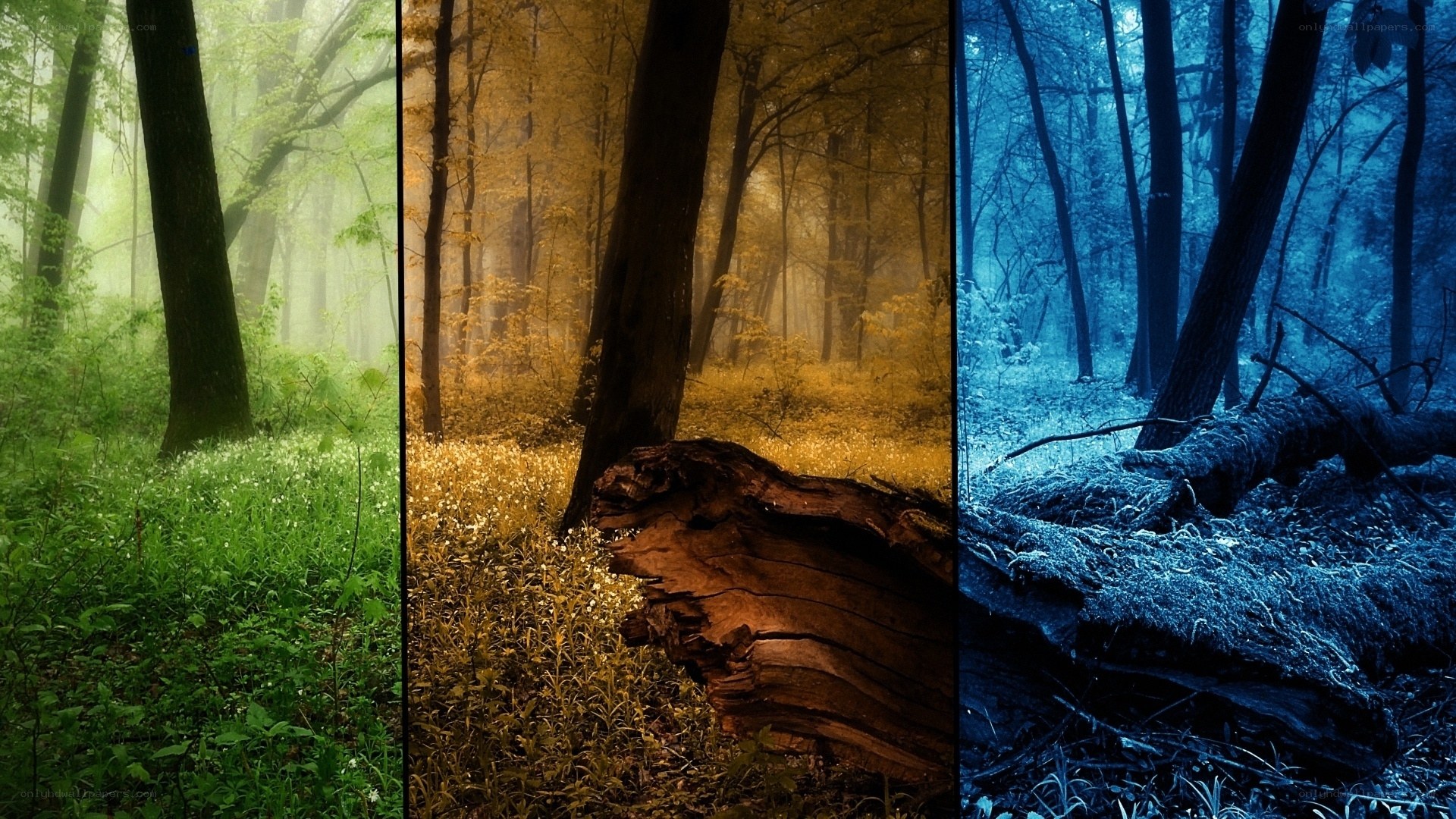 Forest in three seasons