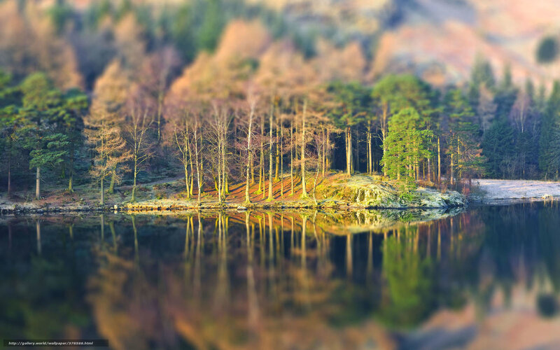 Forest Island in Lake — Green, Serene
