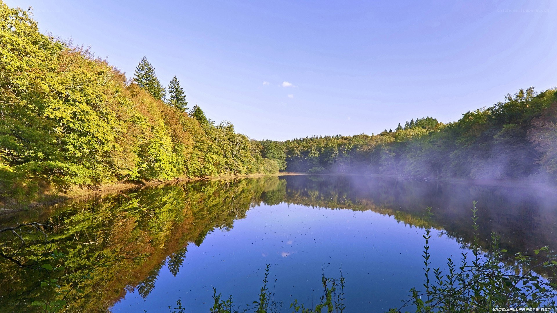 Forest lake at dawn