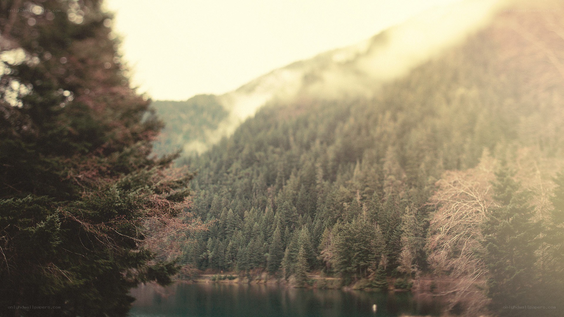 Forest lake at dawn
