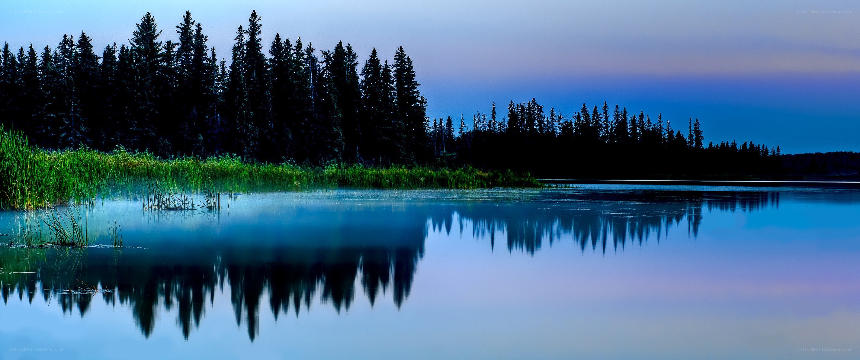 Forest lake at dawn