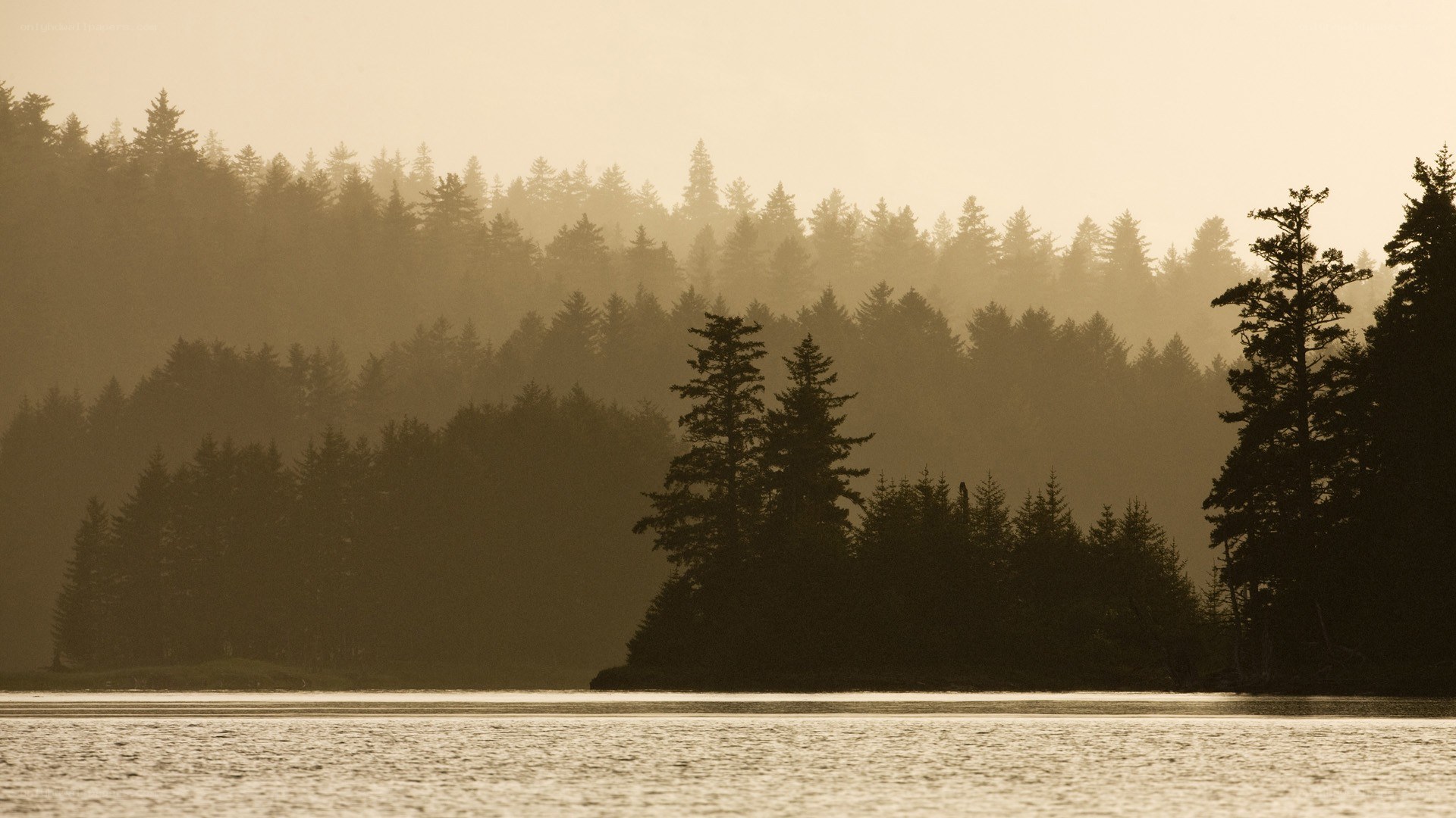 Forest lake at dawn
