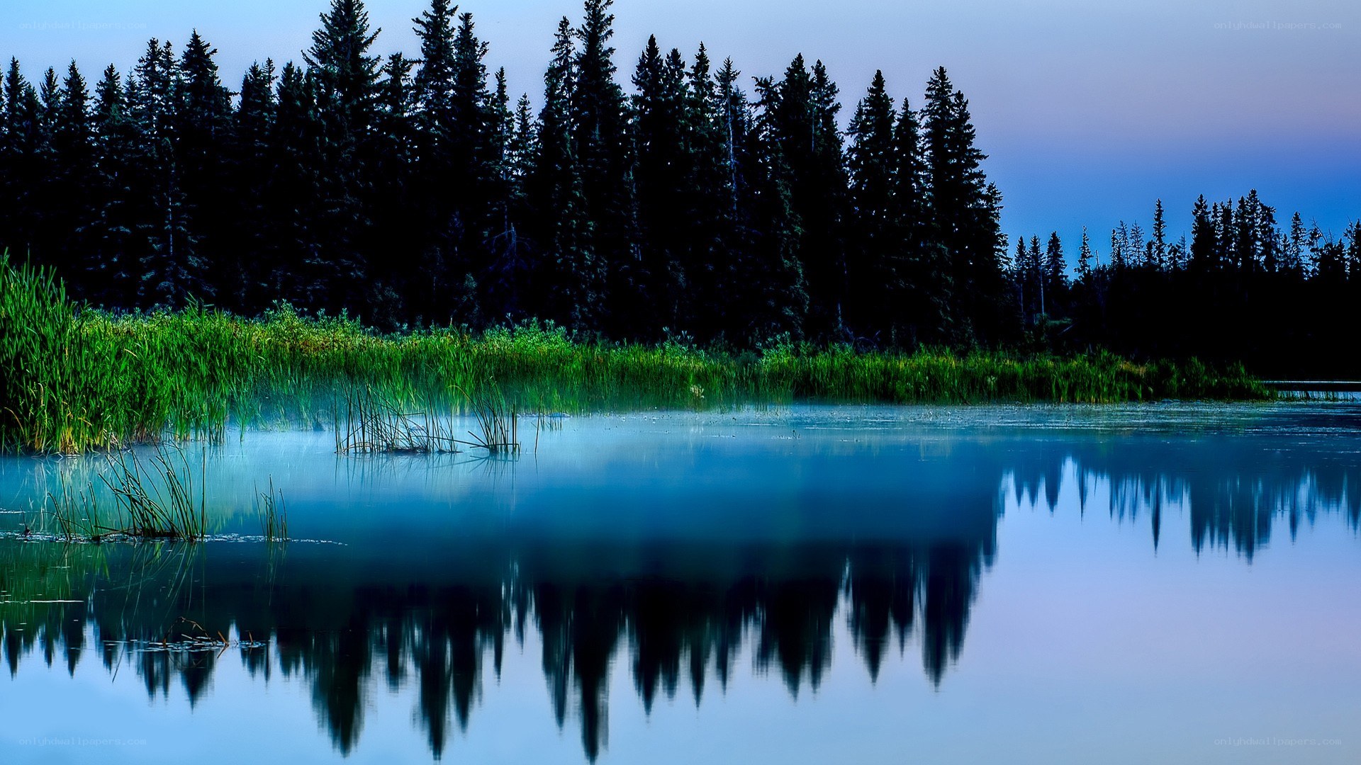 Forest lake at dawn