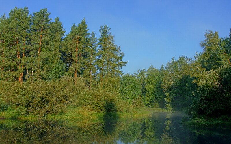 Forest lake at dawn
