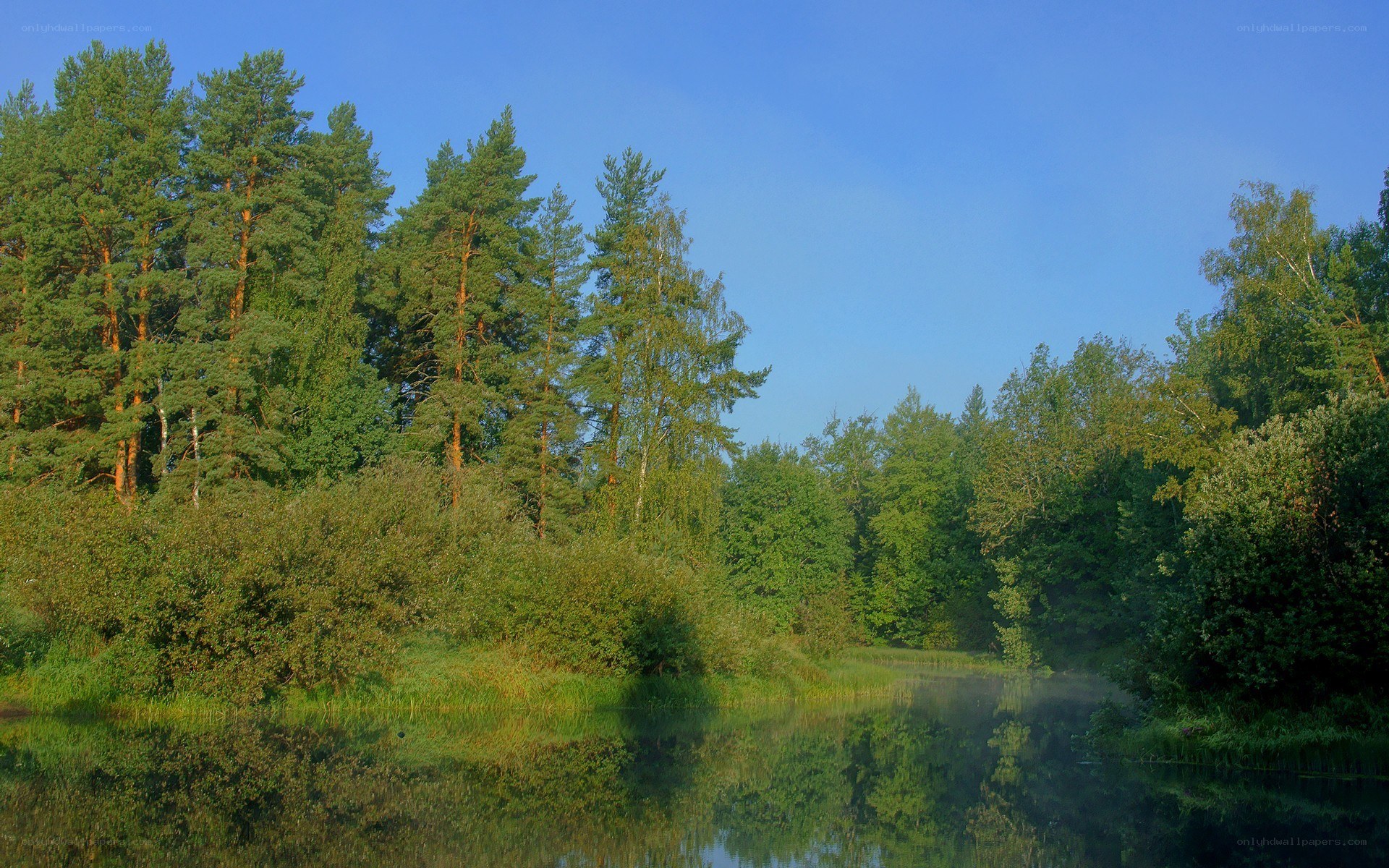 Forest lake at dawn
