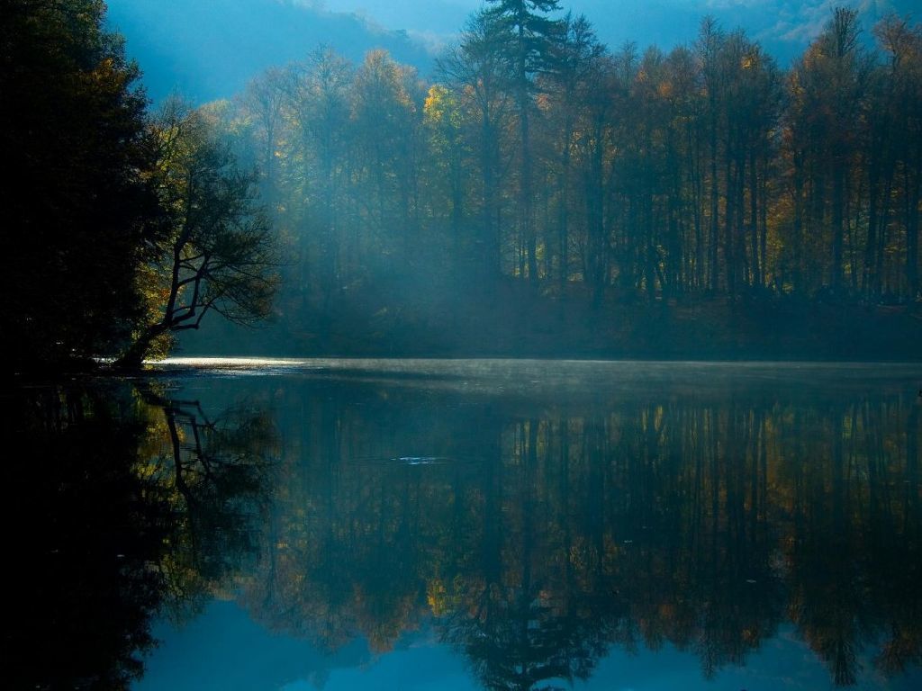 Forest lake at dawn