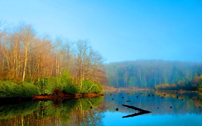 Forest Lake at Dawn — Blue