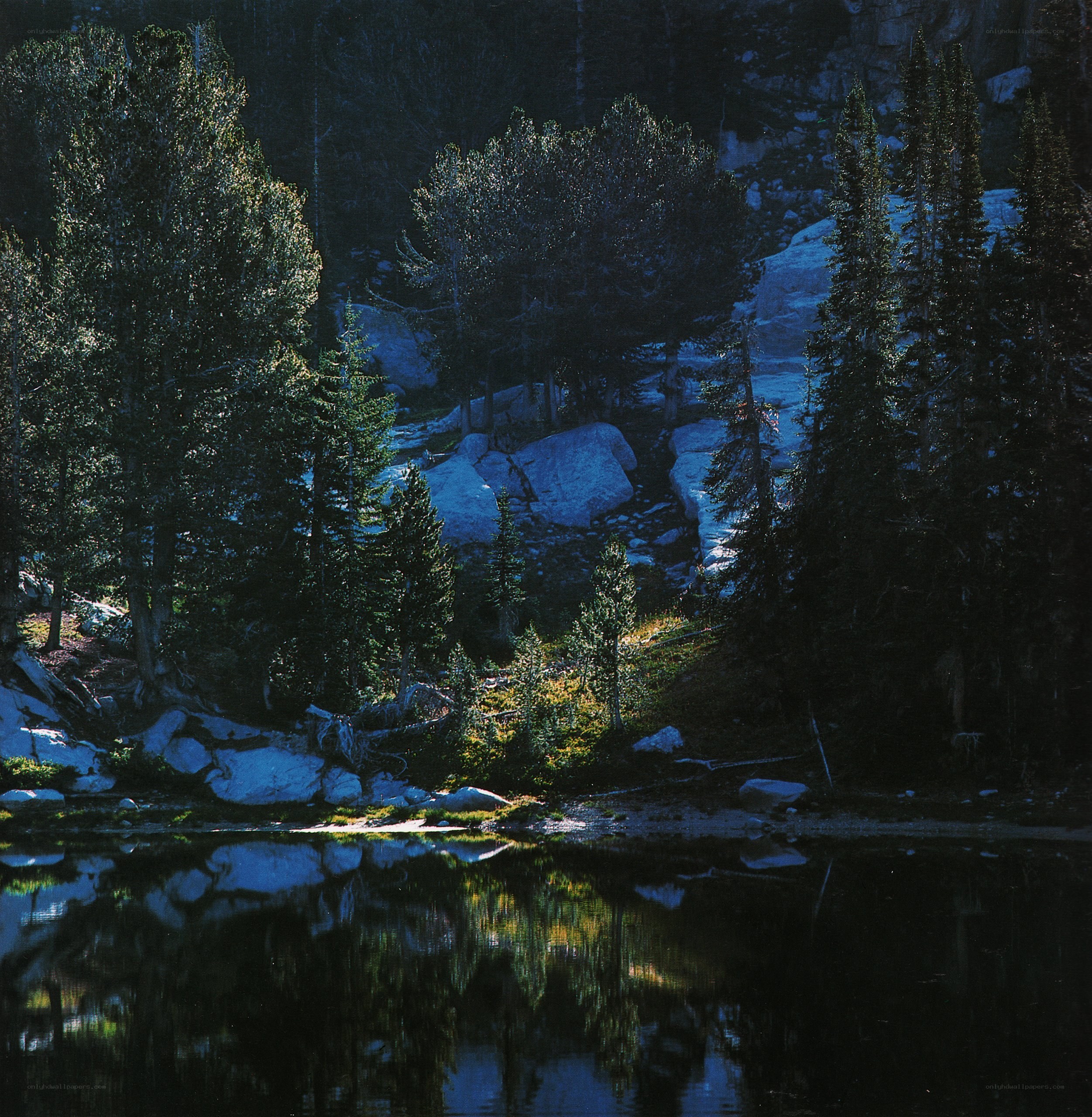 Forest lake at dusk