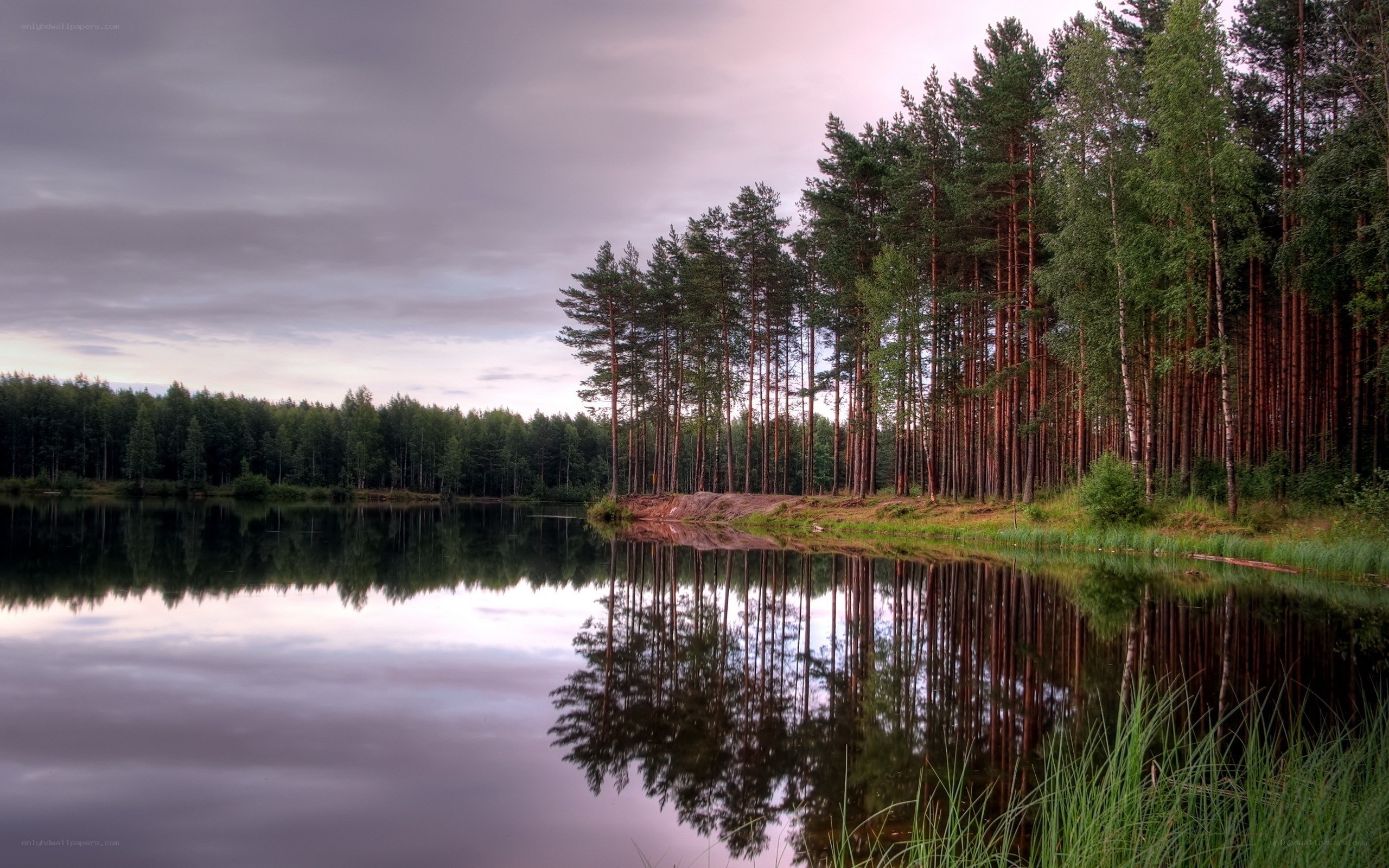 Forest lake at dusk
