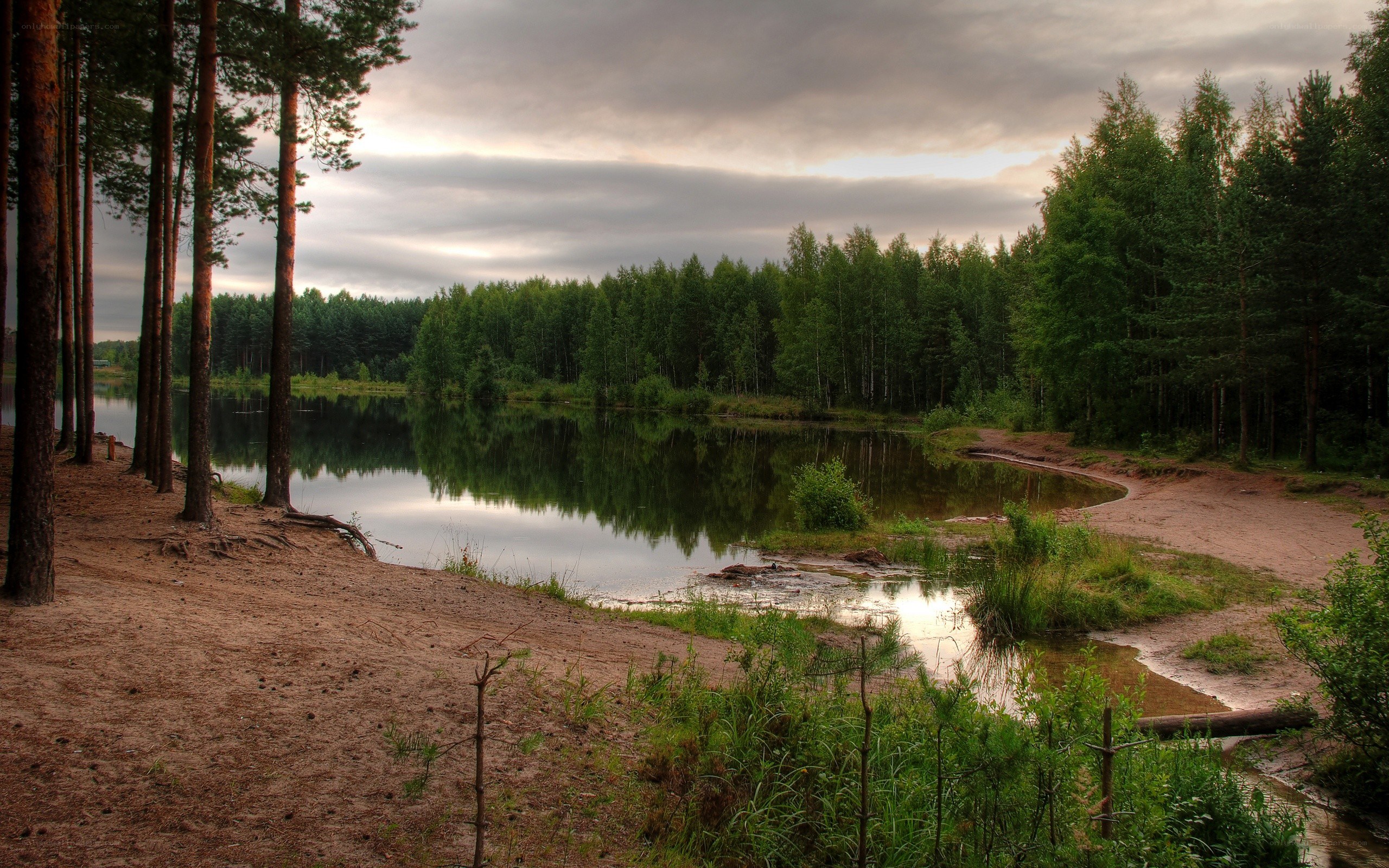 Forest lake at dusk