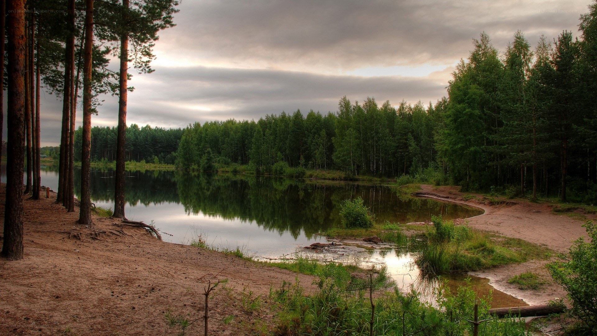 Forest lake at dusk