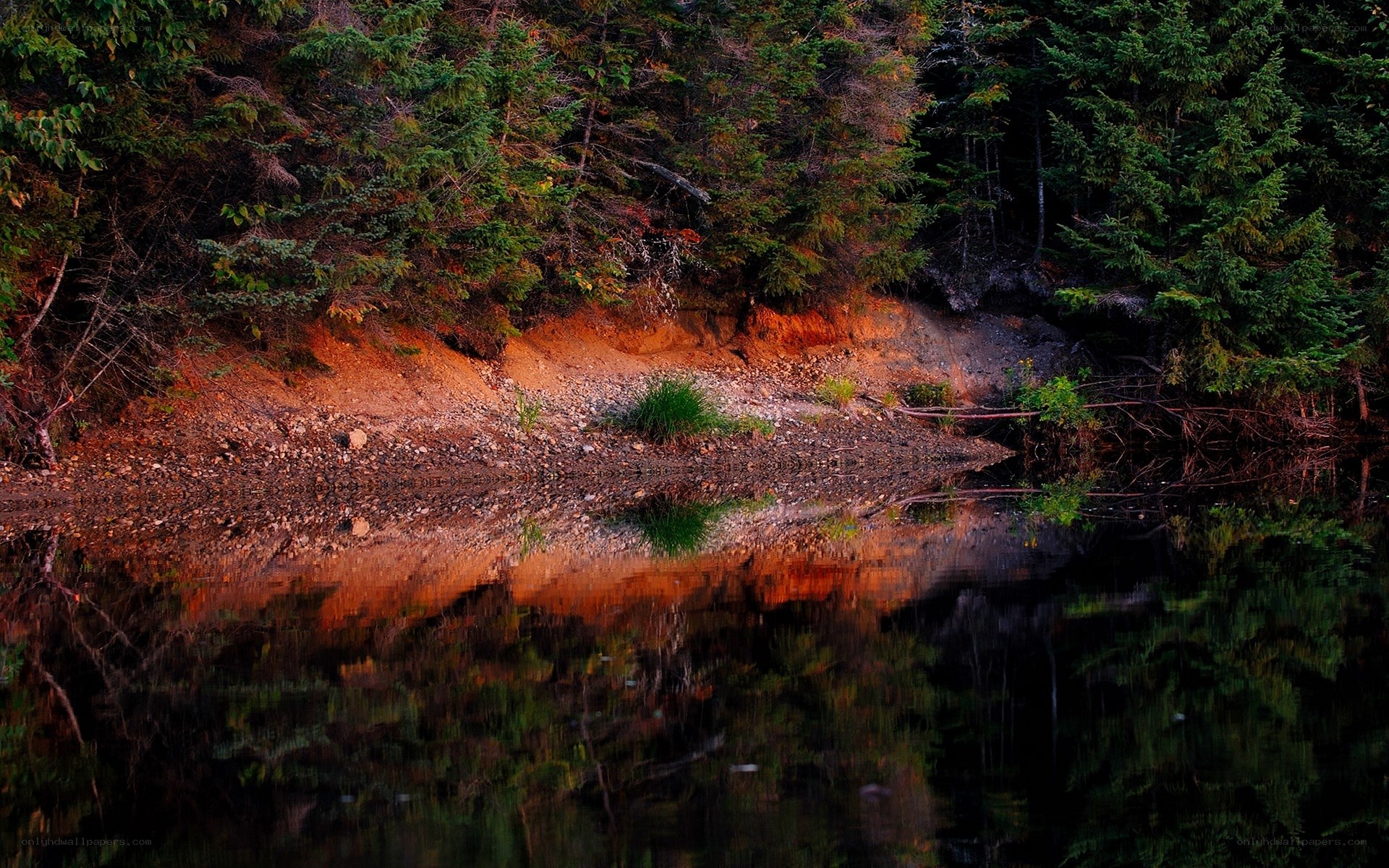 Forest lake at dusk