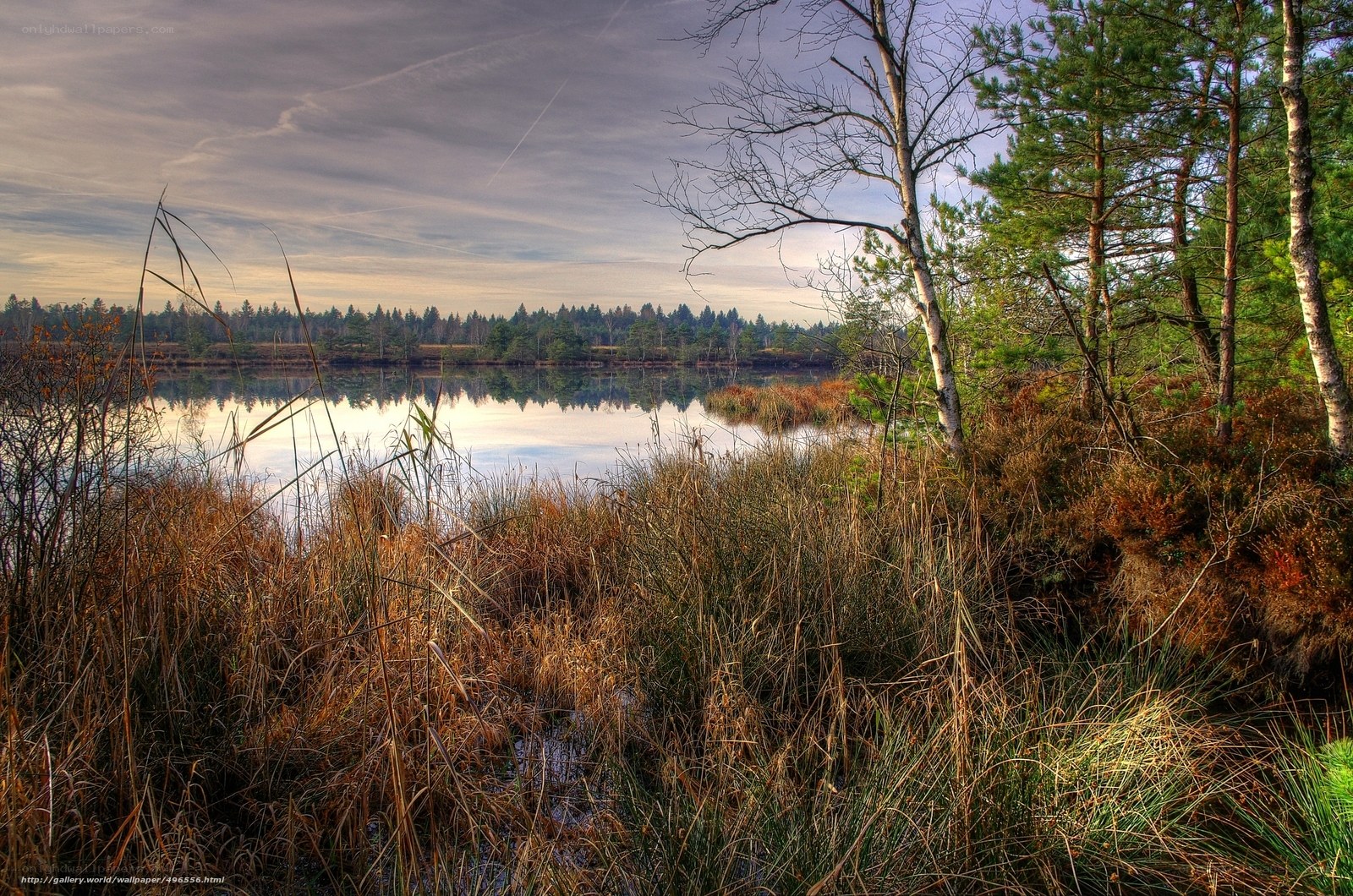 Forest lake at dusk