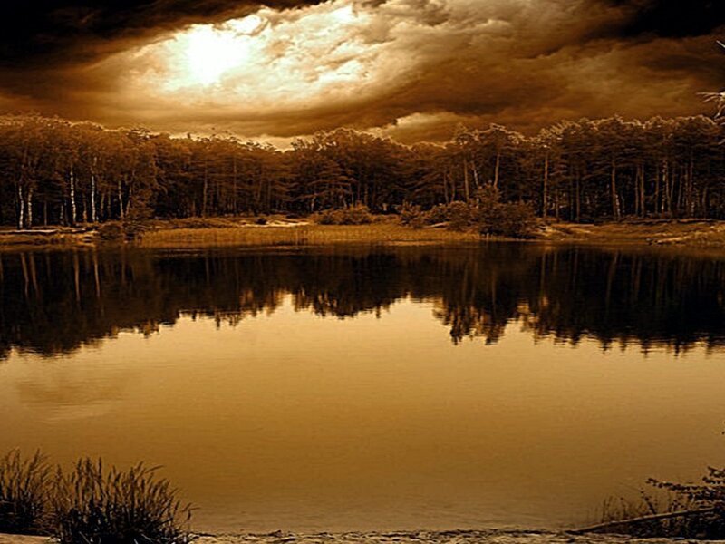 Forest Lake at Dusk — Brown