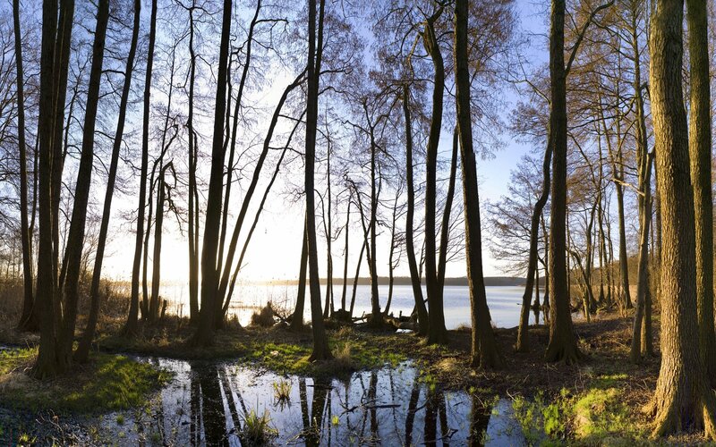Forest lake at sunrise