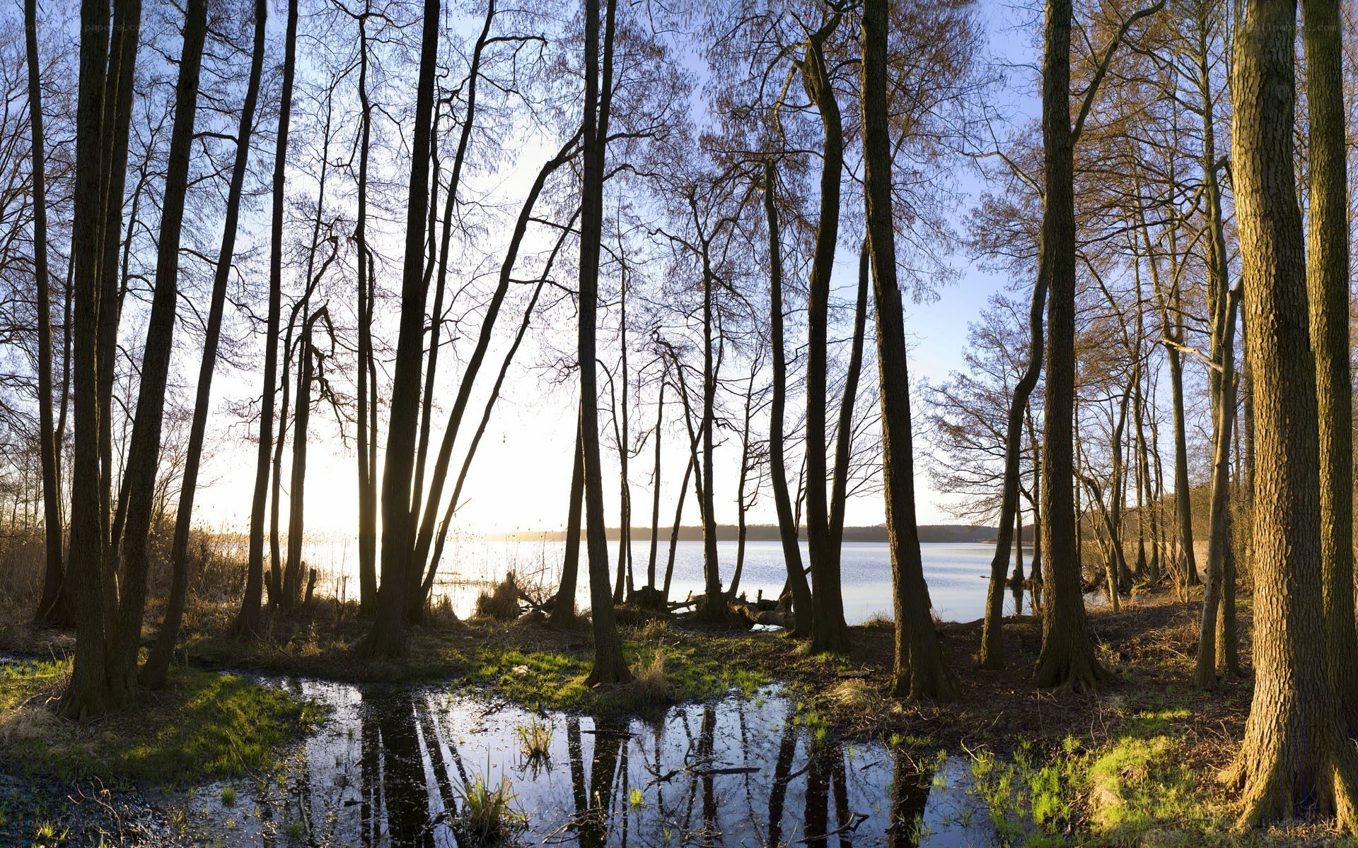 Forest lake at sunrise