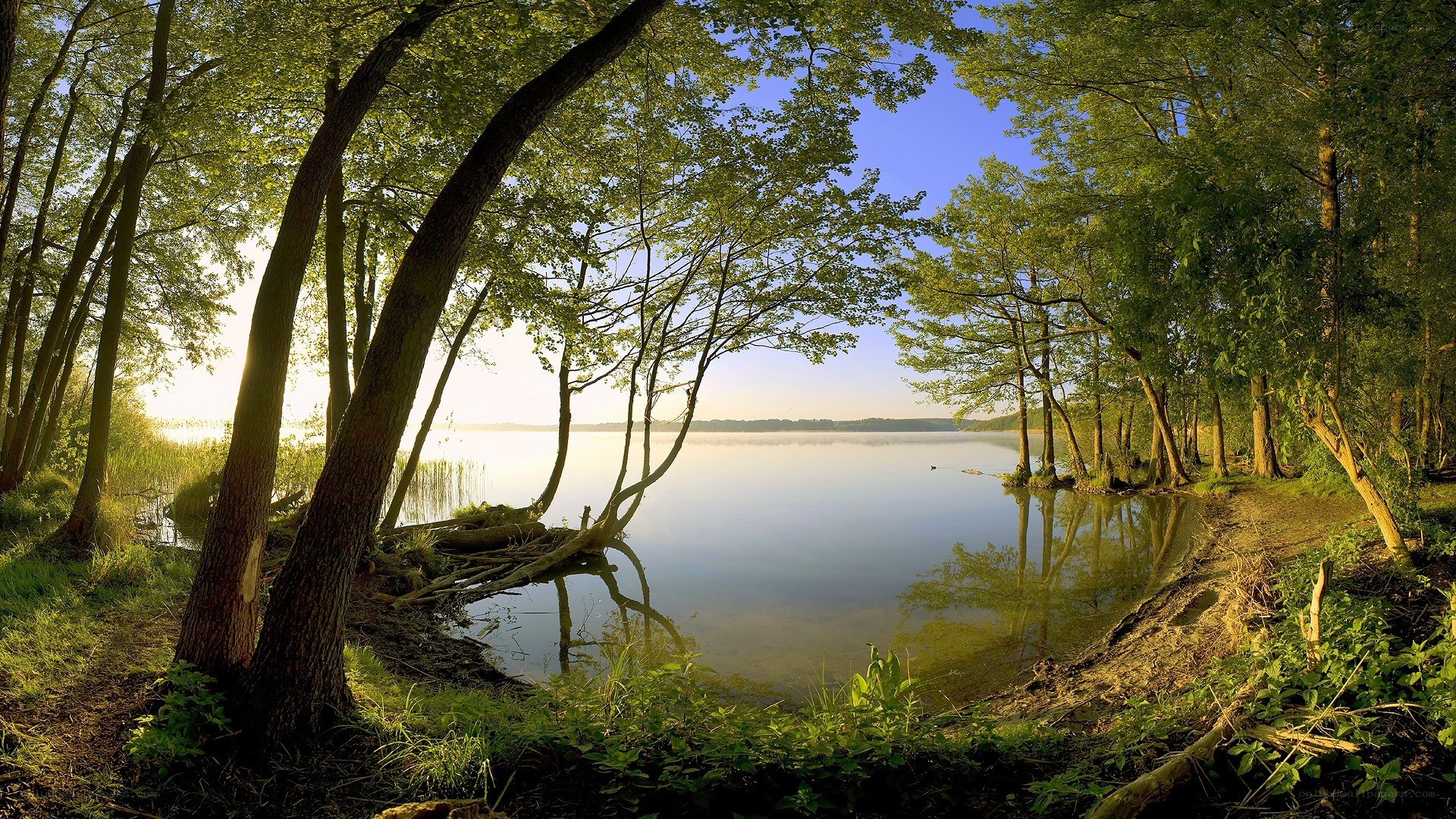 Forest lake at sunrise