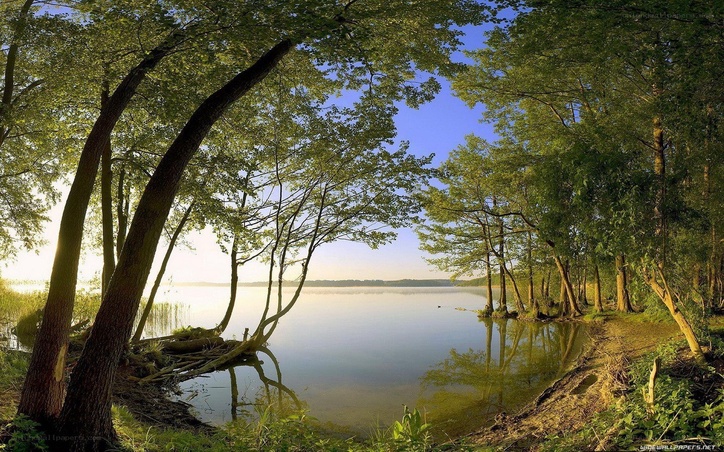 Forest lake at sunrise