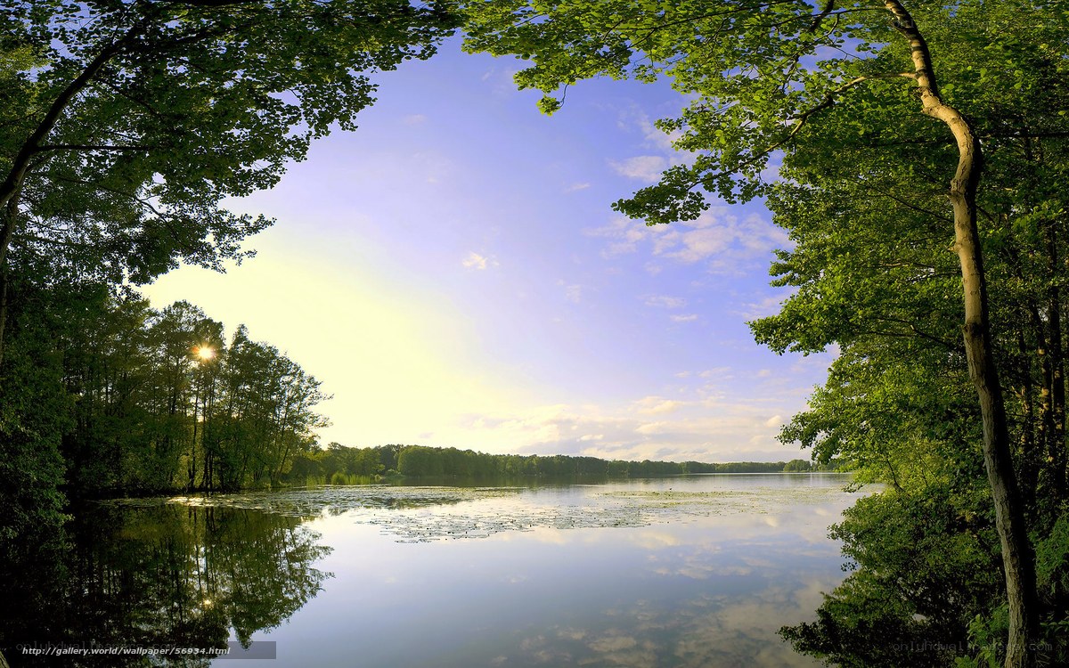 Forest lake at sunrise