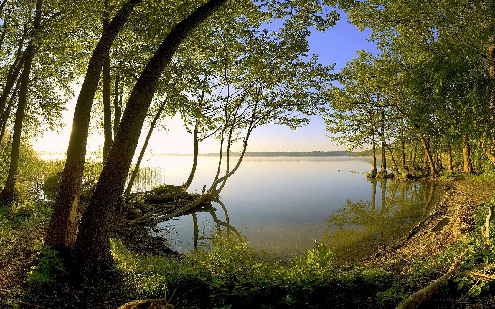 Forest lake at sunrise