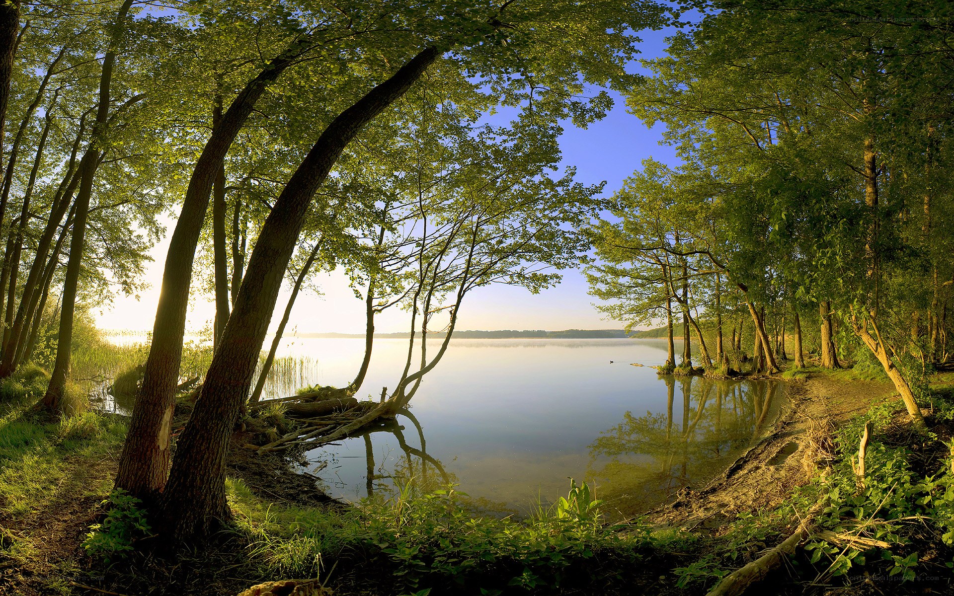 Forest lake at sunrise